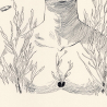 Posidonia